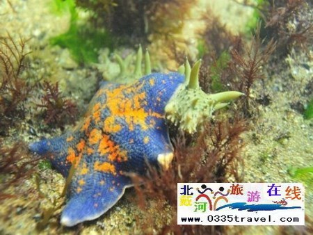 北戴河碧螺塔行者潛水俱樂部