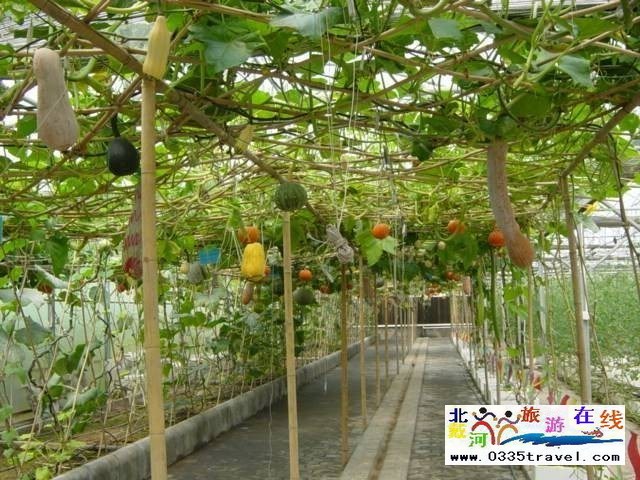 北戴河集發(fā)生態(tài)觀光園