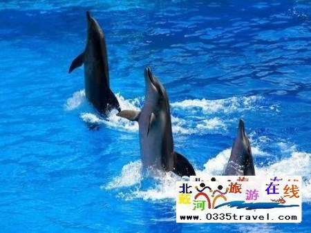 山海關(guān)樂(lè)島海洋公園