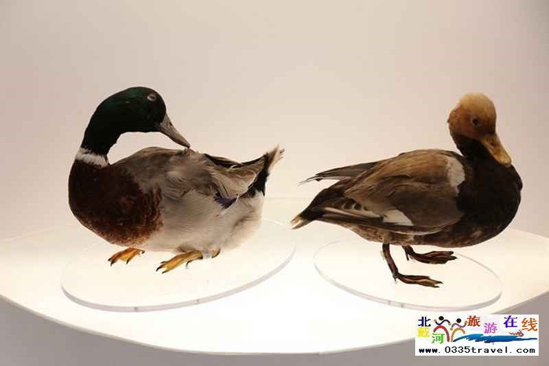 秦皇島北戴河鳥(niǎo)類(lèi)博物館
