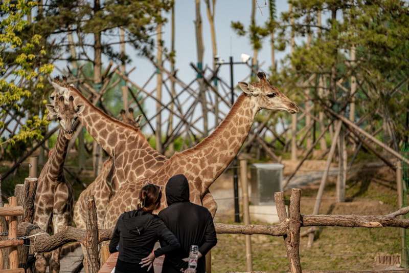 北戴河漁田小鎮(zhèn)七里海度假區(qū)-萬得瀾度假酒店&七里宿集民宿